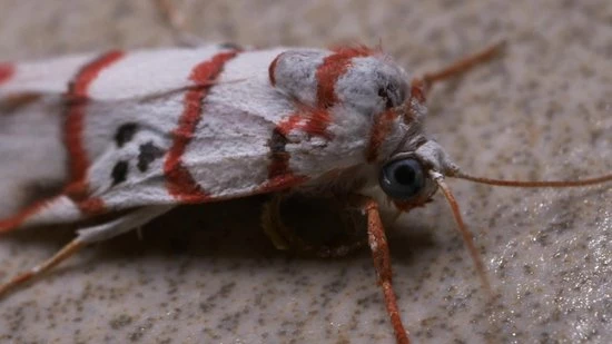 Promo ๐ Tiny Panda – 100x Cederhout Tegen Motten – Natuurlijke Mottenballen – Mottenval – Motten Bestrijden ๐ฅฐ 2 Promo ๐ Tiny Panda – 100x Cederhout Tegen Motten – Natuurlijke Mottenballen – Mottenval – Motten Bestrijden ๐ฅฐ - Afbeelding 2